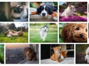 dogs-cats-fonds-ecran-chiens-et-chats-1