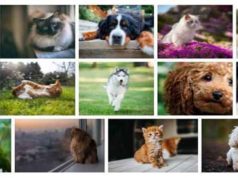 dogs-cats-fonds-ecran-chiens-et-chats-1