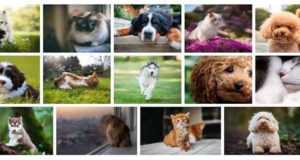 dogs-cats-fonds-ecran-chiens-et-chats-1