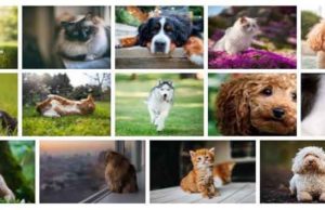 dogs-cats-fonds-ecran-chiens-et-chats-1