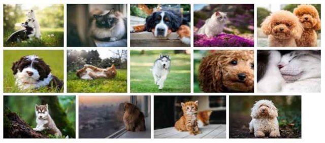 dogs-cats-fonds-ecran-chiens-et-chats-1