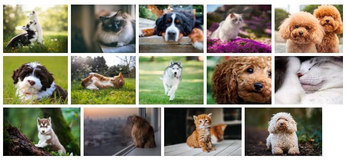 Dogs And Cats Fond D Ecran Chiens Et Chats Pour Windows 10